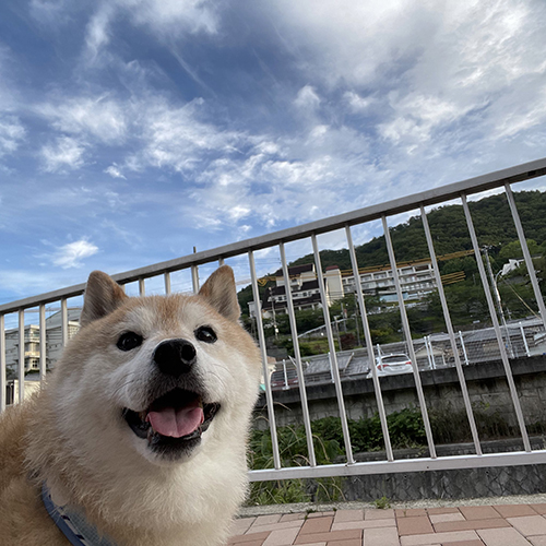 笑顔の柴犬と空
