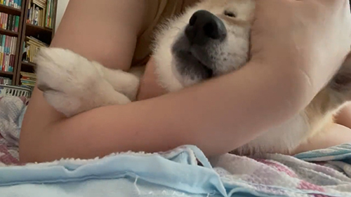 お顔に手がかかってる柴犬