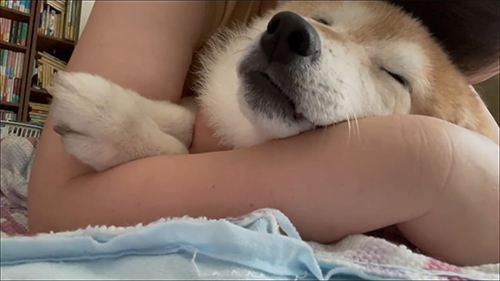 動画最後の柴犬