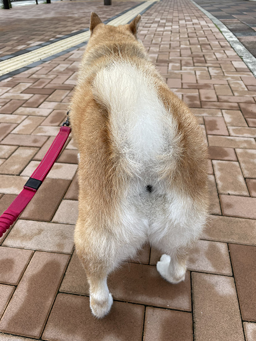 柴犬のおしり