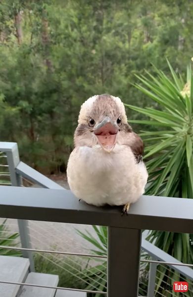 正面を向くワライカワセミの赤ちゃん
