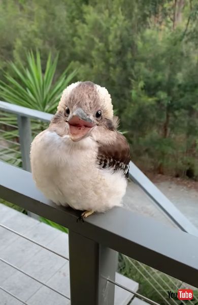 笑顔のワライカワセミの赤ちゃん