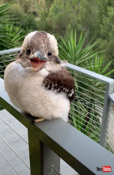 カメラを見つめるワライカワセミの赤ちゃん