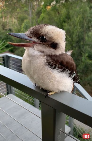 笑うワライカワセミの赤ちゃん