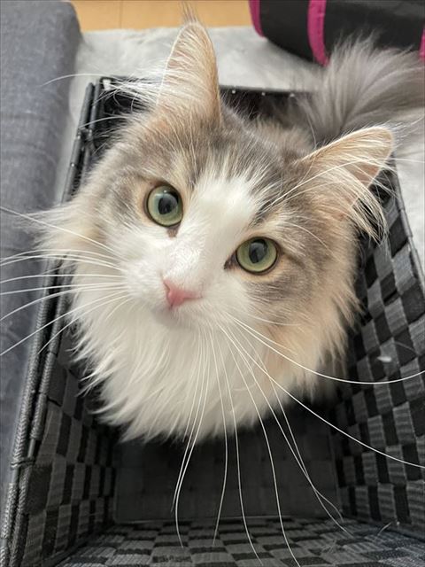 上目遣いするララちゃん