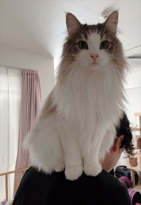 肩に乗ってる全体図