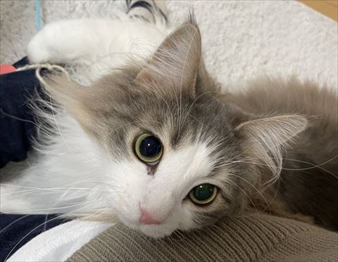 寄り添って飼い主さんを見上げる