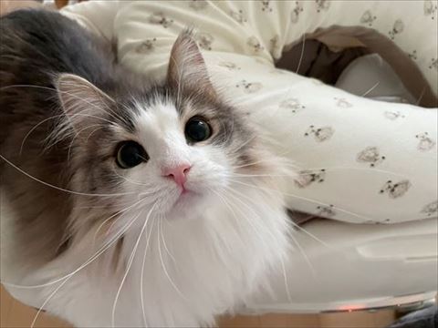 ヒゲの長さがよく分かる写真