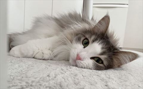 テーブルの下に寝そべるララちゃん