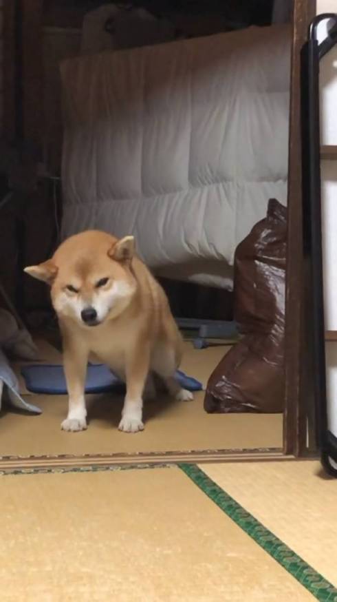 ふらつく柴犬