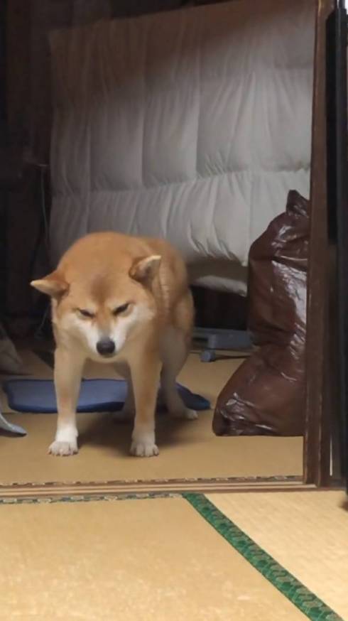 柴犬 かずさちゃん 立ち寝