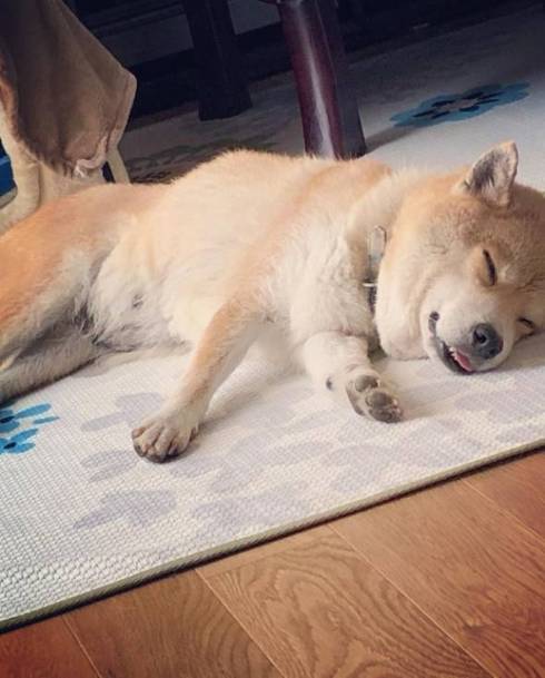 柴犬 かずさちゃん 立ち寝