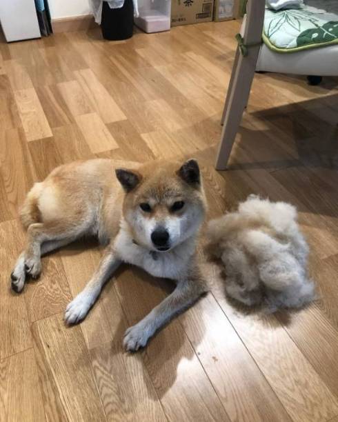 柴犬 かずさちゃん 立ち寝