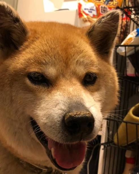 柴犬 かずさちゃん 立ち寝