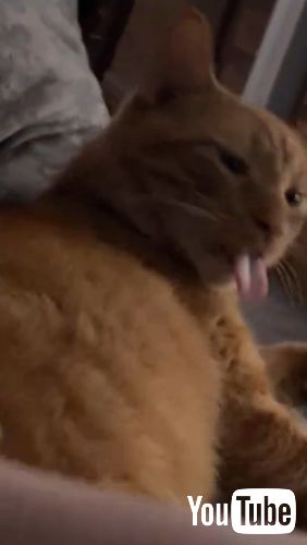 精いっぱいなめる猫