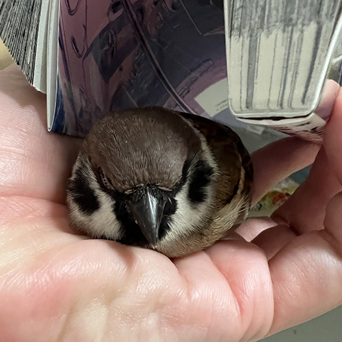 漫画の下で寝るぽんたさん