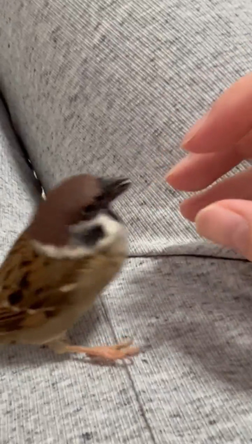 攻撃するぽんたさん少し引き気味