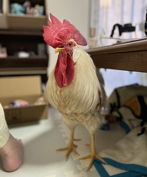 ニワトリの金太郎