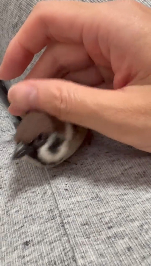 手から抜けでるすずめ