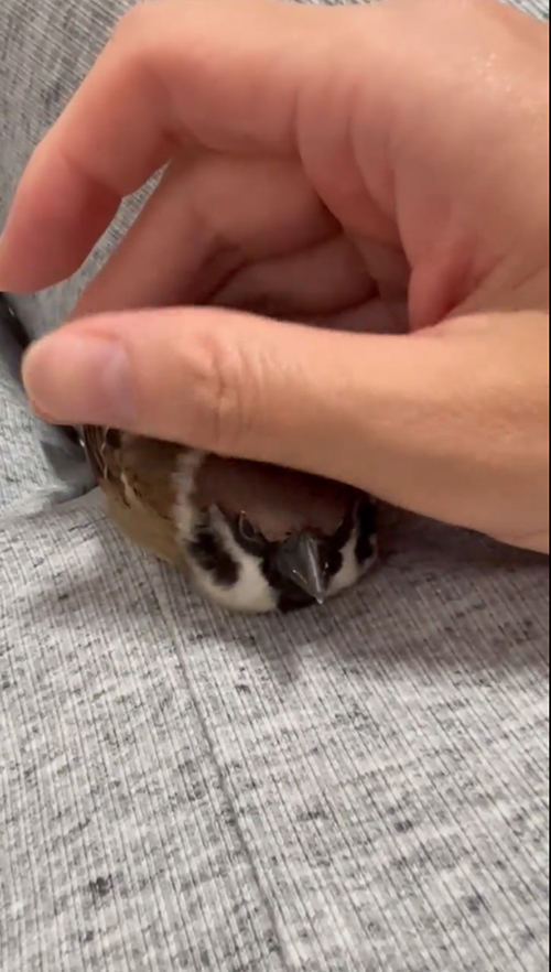 目つきが変わったスズメ