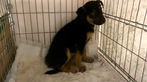 ケージの中の犬