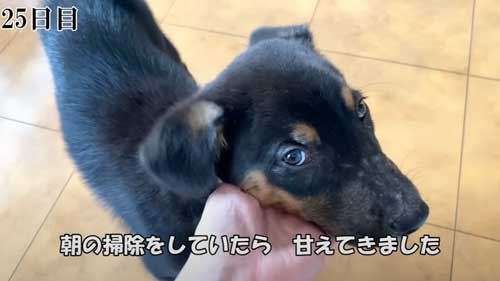 少し甘える犬