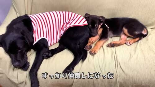 仲良くなった犬たち