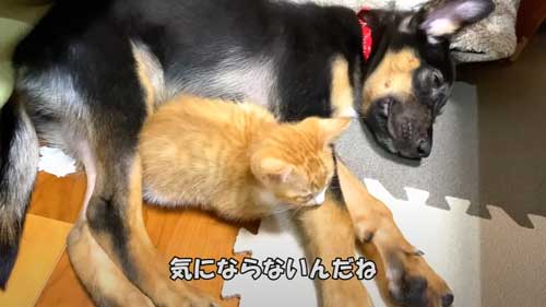 猫と昼寝
