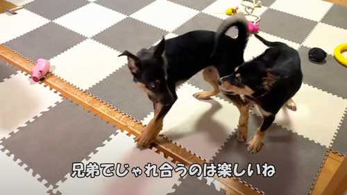 きょうだい犬と遊ぶ犬