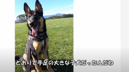 成犬になった犬