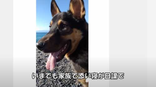 元気になった犬