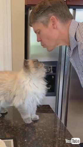 顔を近づけられる猫