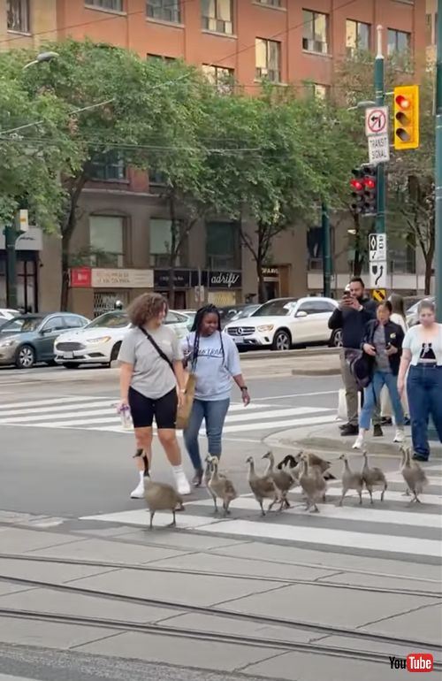 道路を渡るガチョウの家族