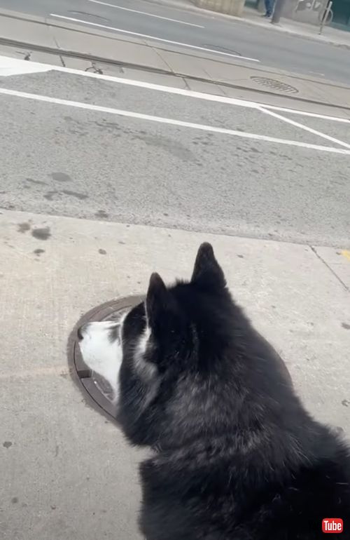 ガチョウに興味津々な犬