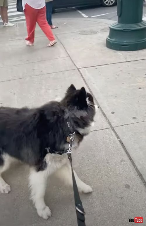 ガチョウを見つめる犬