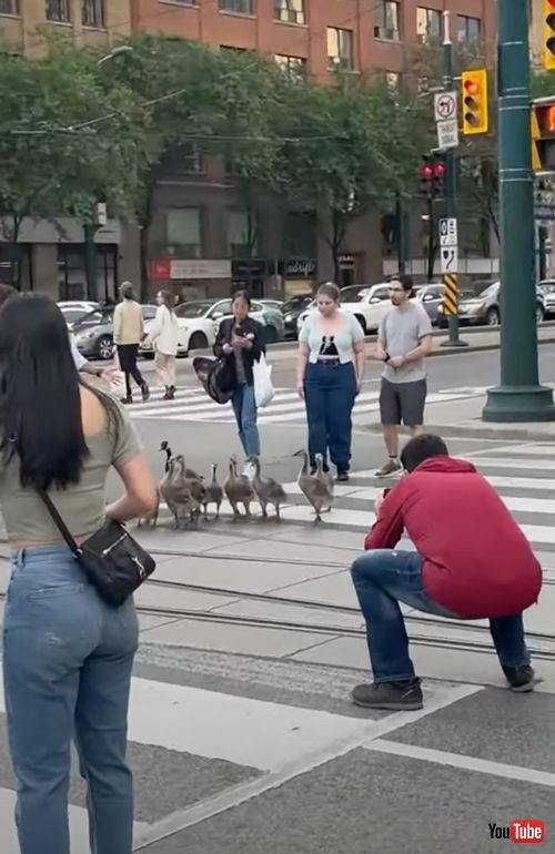 みんな興味津々なガチョウたち