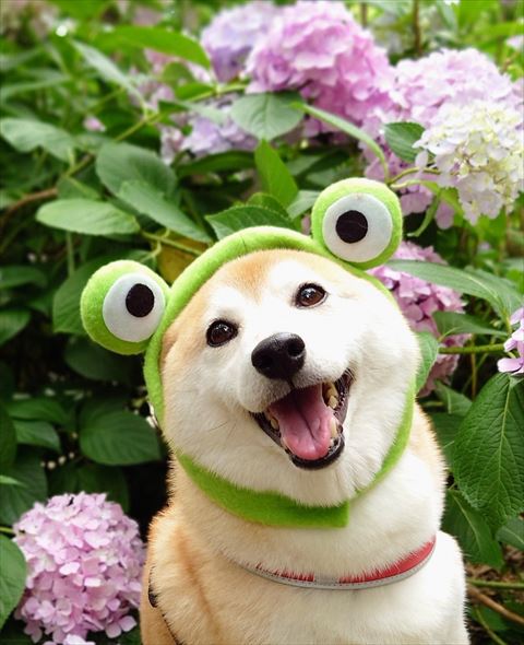 カエルのかぶりもの