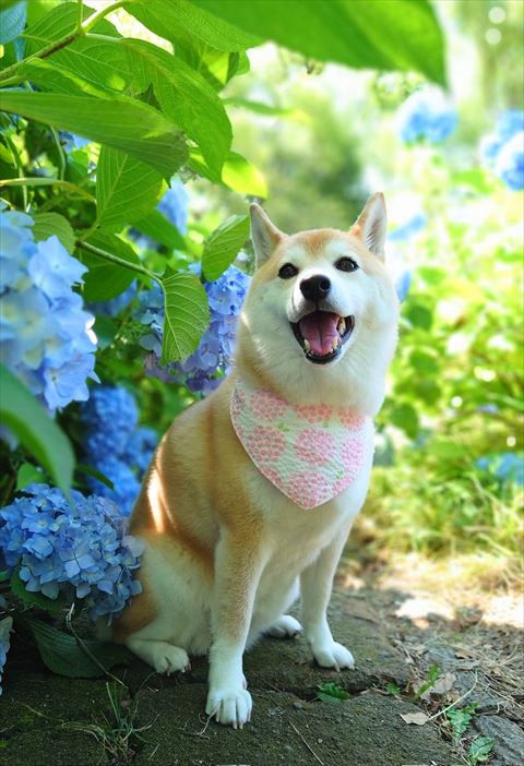 日陰で涼むチャーミーちゃん