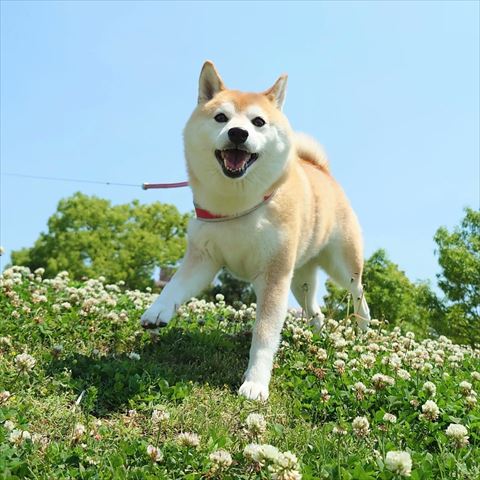 スキップのような歩き方