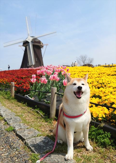 チューリップと共に