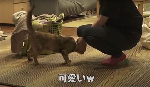 顔なでられてる