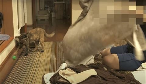 ボールを前足でさわってる