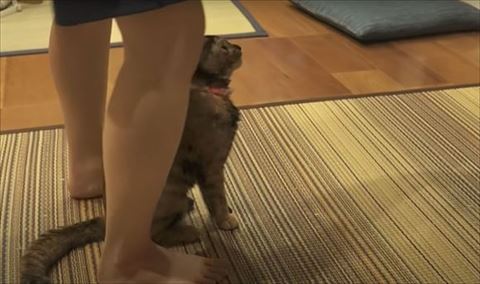 足元にいるたっちゃん