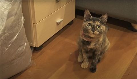 お座りしてこっちを見てる