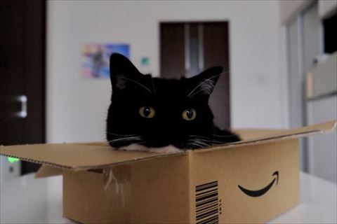 顔を少しだしてのぞいてる猫