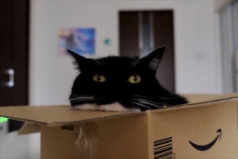 少し頭が平べったくなる猫