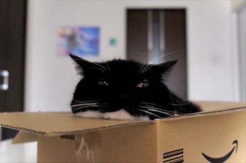 薄目あけてる猫