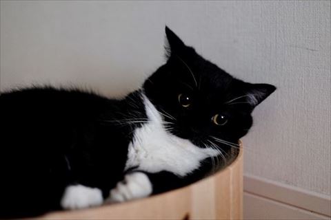 爪とぎに寝転ぶ猫