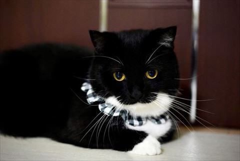 グレーチェックの首輪の猫