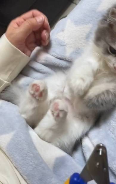 子猫の爪切り